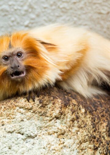 Gestolen aap teruggevonden in Slowakije, tien jaar na roof uit dierentuin