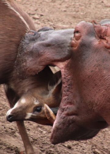 Antilope steekt kop in bek van nijlpaarden in Beekse Bergen: dit is waarom