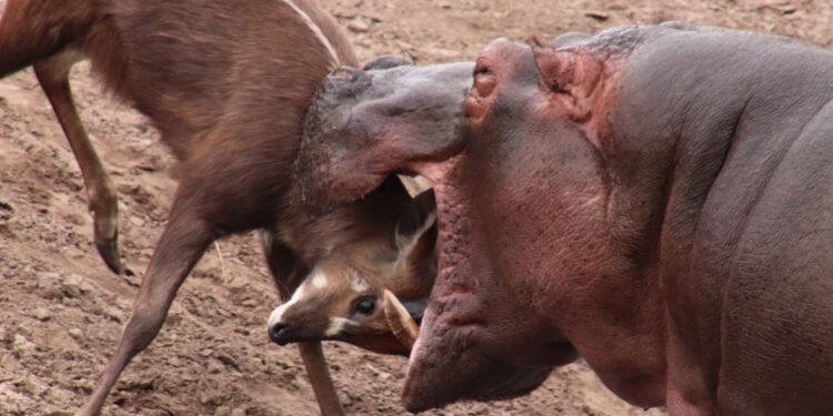 Beeld: Andres Oostdijk, Diny van de Laak