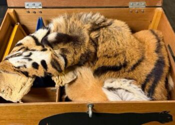 Diergaarde Blijdorp doet aangifte bij politie vanwege bizarre Marktplaats-advertentie