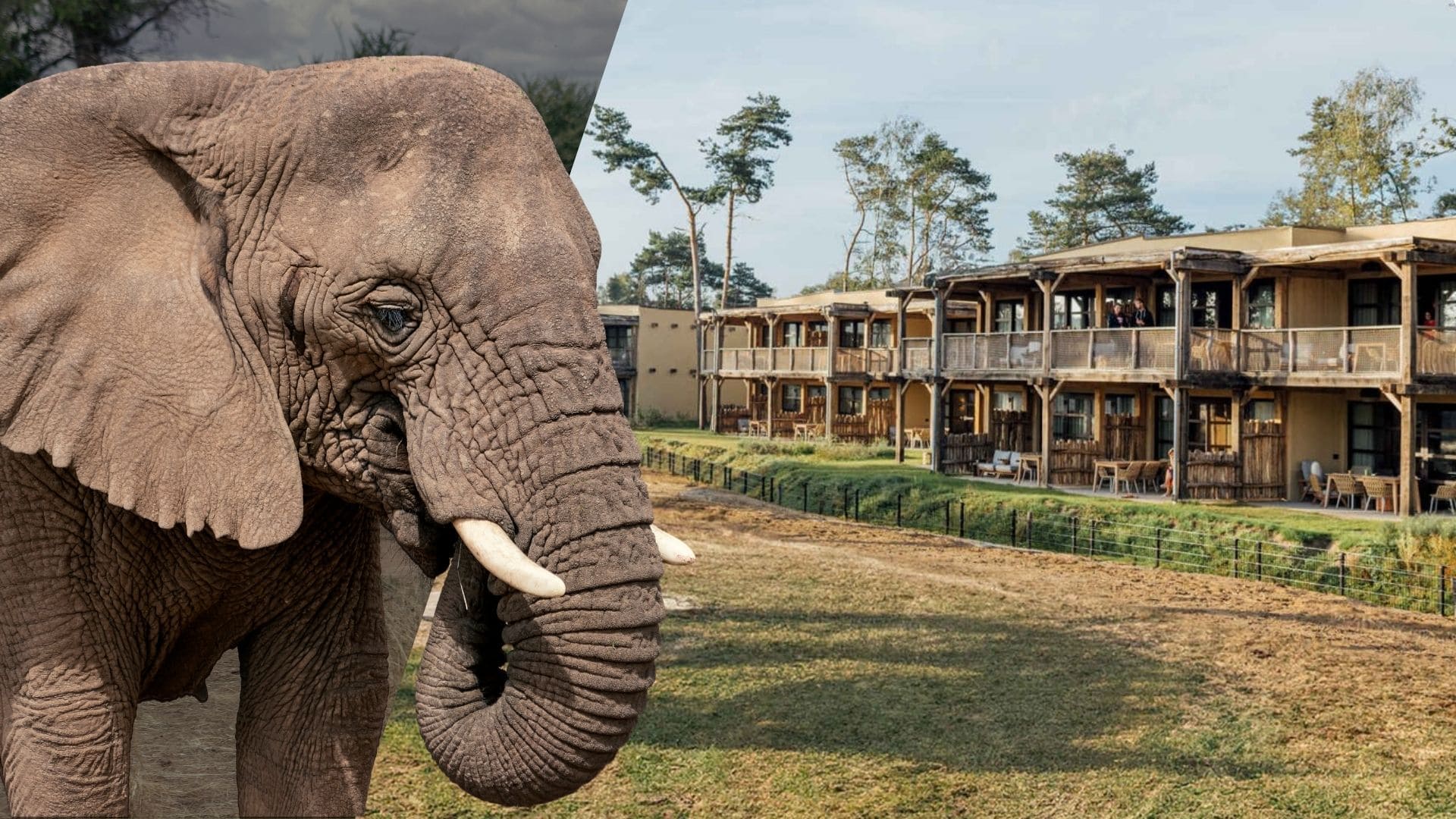 Beekse Bergen werkt aan overnachtingsmogelijkheden tussen olifanten