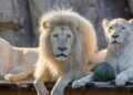 Let op: witte leeuwen in Ouwehands Dierenpark twee dagen lang niet te zien