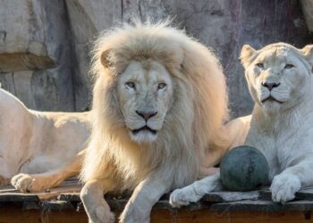 Let op: witte leeuwen in Ouwehands Dierenpark twee dagen lang niet te zien