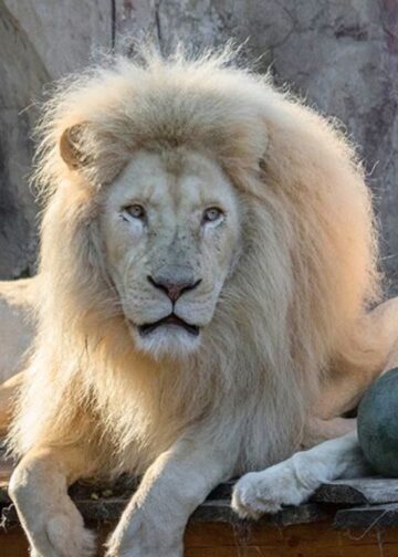 Let op: witte leeuwen in Ouwehands Dierenpark twee dagen lang niet te zien