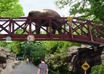 Voorlopig geen olifantenbrug in Diergaarde Blijdorp: focus op andere projecten
