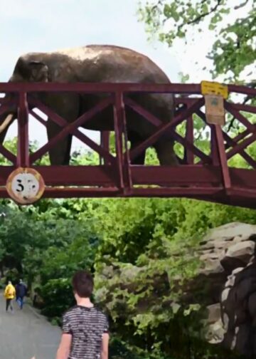 Voorlopig geen olifantenbrug in Diergaarde Blijdorp: focus op andere projecten