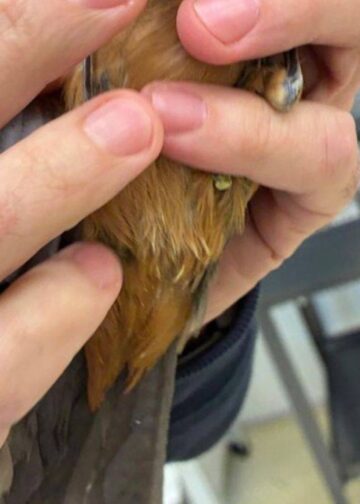 Unieke vogelsoorten ontdekt in sporttas: dierentuin vangt ze op