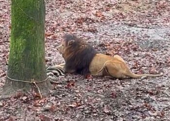Burgers’ Zoo waarschuwt bezoekers bij leeuwenverblijf: ‘Kies of je wilt kijken’