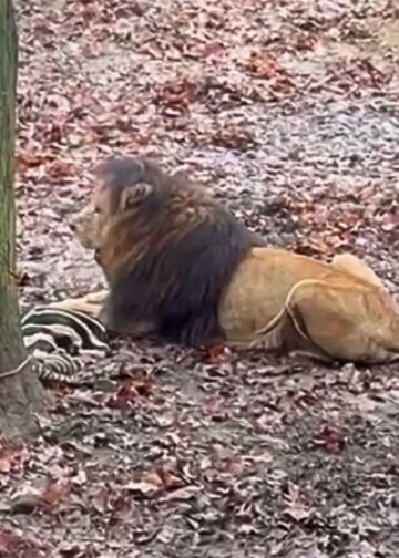 Burgers’ Zoo waarschuwt bezoekers bij leeuwenverblijf: ‘Kies of je wilt kijken’