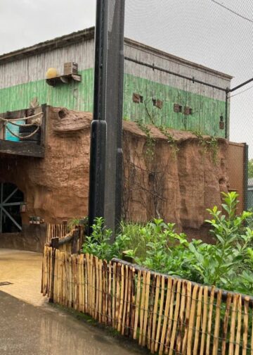 Nieuwe papegaaien in Blijdorp al een jaar niet buiten: gaten in verblijf