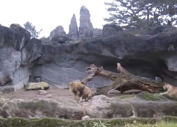 Historisch dierentuinverblijf heeft geen leeuwen meer: laatste dier ingeslapen