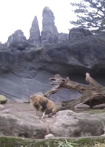 Historisch dierentuinverblijf heeft geen leeuwen meer: laatste dier ingeslapen