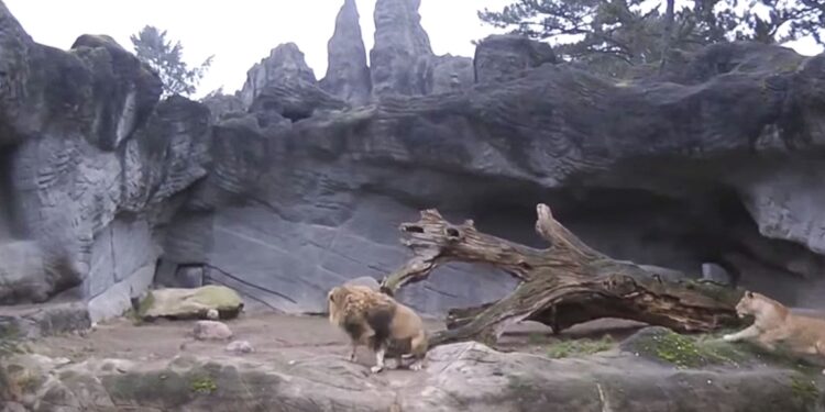 Beeld: Tierpark Hagenbeck