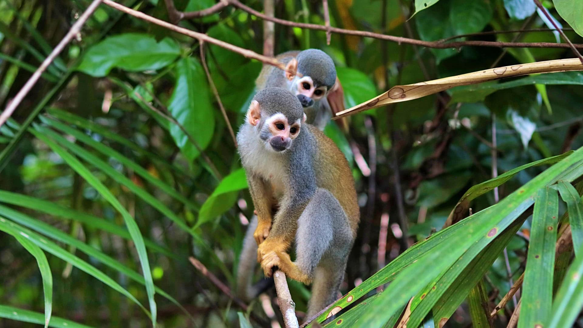 Nieuwe apen in ZooParc Overloon voorlopig achter de schermen: ‘Plannen niet concreet’