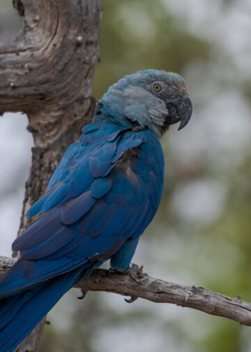 Dodelijke ziekte uitgebroken bij laatste spix’ ara’s in het wild