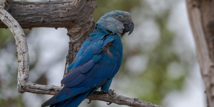 Beeld: Miguel Monteiro