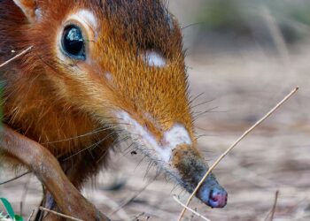 Wildlands Emmen verwelkomt unieke diersoort achter de schermen: slurfhondjes