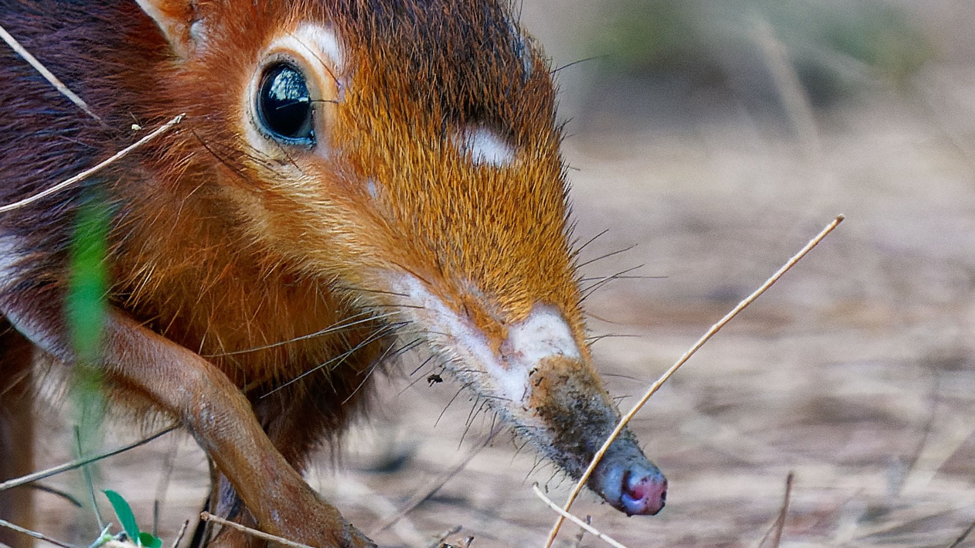 Wildlands Emmen verwelkomt unieke diersoort achter de schermen: slurfhondjes