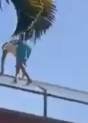 Leeuw doodt man in Braziliaanse dierentuin nadat hij verblijf inklimt