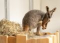 GaiaZoo verwelkomt als eerste dierentuin in Nederland geelvoet-rotswallaby’s