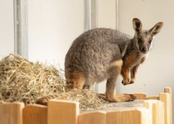 GaiaZoo verwelkomt als eerste dierentuin in Nederland geelvoet-rotswallaby’s