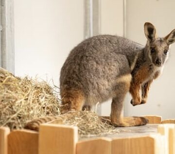 GaiaZoo verwelkomt als eerste dierentuin in Nederland geelvoet-rotswallaby’s
