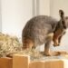 GaiaZoo verwelkomt als eerste dierentuin in Nederland geelvoet-rotswallaby’s