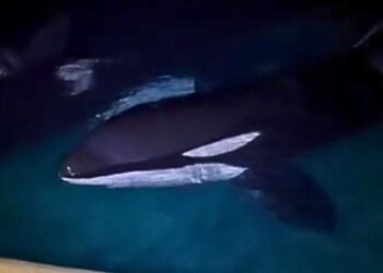 Inbraak in Frans dolfinarium: indringers filmen hoe ze orka’s aanraken
