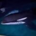Inbraak in Frans dolfinarium: indringers filmen hoe ze orka’s aanraken