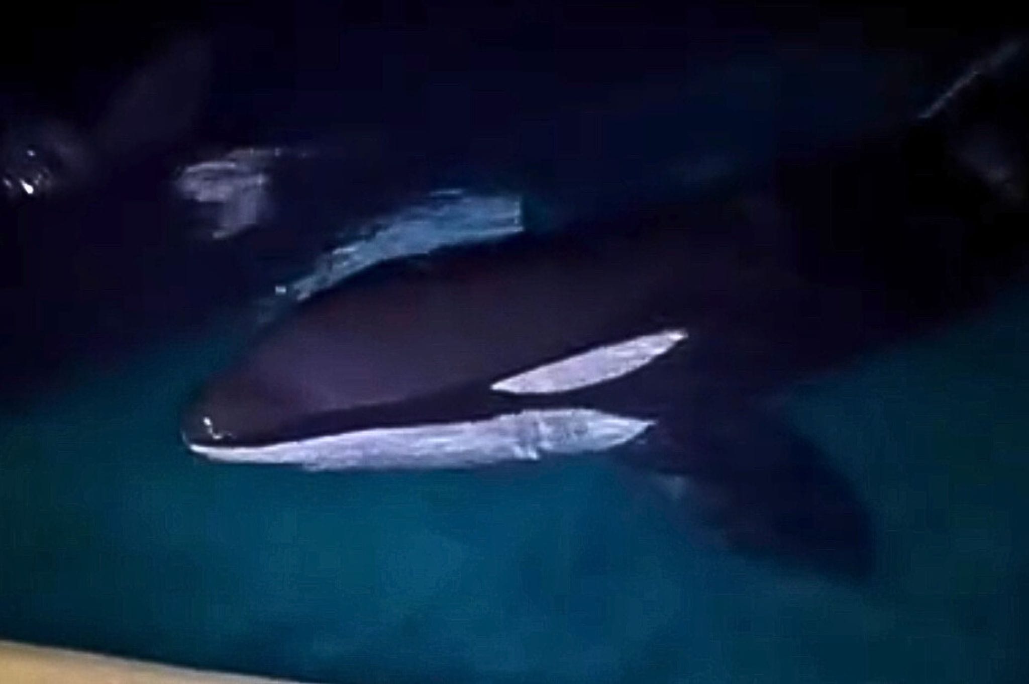 Inbraak in Frans dolfinarium: indringers filmen hoe ze orka’s aanraken