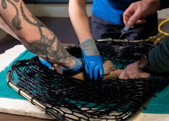 Ernstig bedreigde haaiensoort verhuisd voor vernieuwd Artis-Aquarium