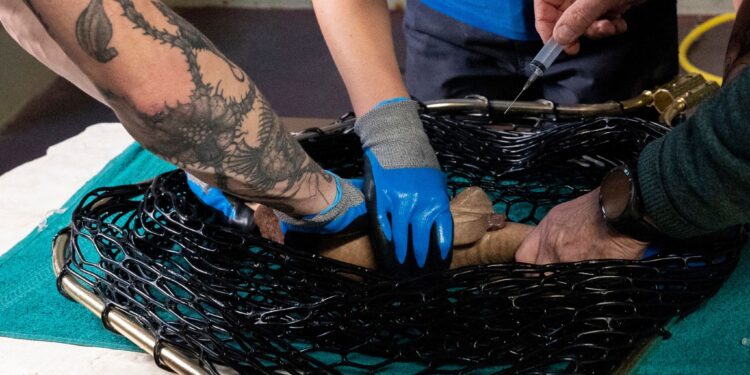 Beeld: Ronald van Weeren, Mira Meijer