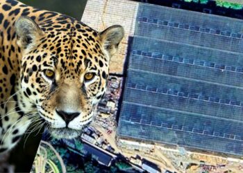 Pairi Daiza verzamelt achter de schermen roofdieren voor nieuwe tropische kas