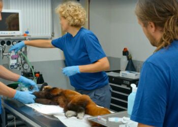 Artis staat voor moeilijke keuze bij kleine panda: ‘Laten we haar wakker worden?’