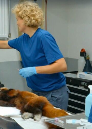 Artis staat voor moeilijke keuze bij kleine panda: ‘Laten we haar wakker worden?’