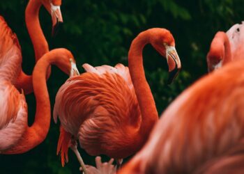 Vogelgriep uitgebroken bij Nederlands kweekcentrum met exotische dieren