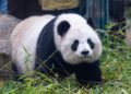 Franse dierentuin tekent nieuwe verklaring na wegsturen zieke panda