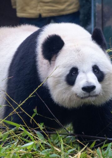 Franse dierentuin tekent nieuwe verklaring na wegsturen zieke panda