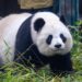 Franse dierentuin tekent nieuwe verklaring na wegsturen zieke panda