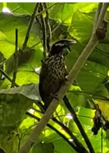 Katvogels verdwenen uit alle Europese dierentuinen