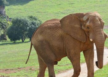 Gevecht uitgebroken in grootste olifantenverblijf van Europa: fatale afloop