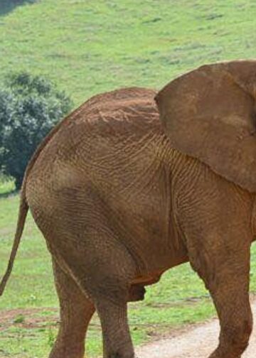 Gevecht uitgebroken in grootste olifantenverblijf van Europa: fatale afloop