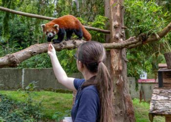 Eigenaar Beekse Bergen koopt twee dierentuinen in het buitenland