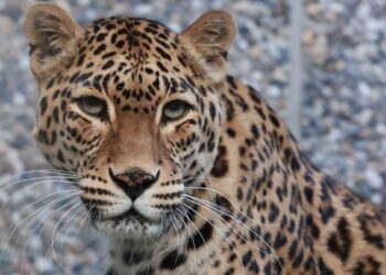 Nog maar één plek in Europa met Indische panter: ‘Pijnlijk afscheid’