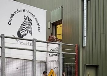 Gratis dierentuin doet alle giraffen weg: grote verbouwingen