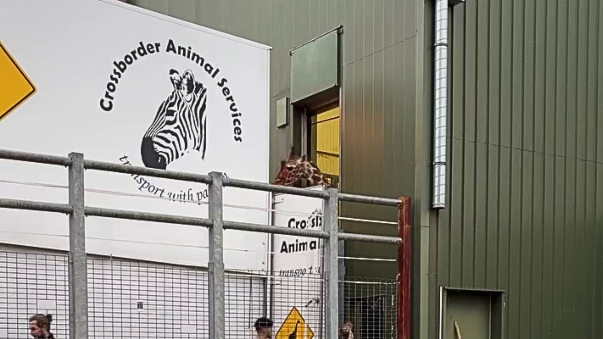 Gratis dierentuin doet alle giraffen weg: grote verbouwingen