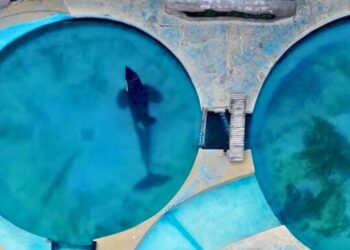 Eenzame orka in Argentinië dood na jarenlange kritiek op omstandigheden