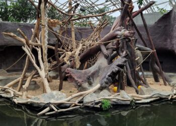 Jonge orang-oetan verdrinkt tijdens speelpartij in Tsjechische dierentuin