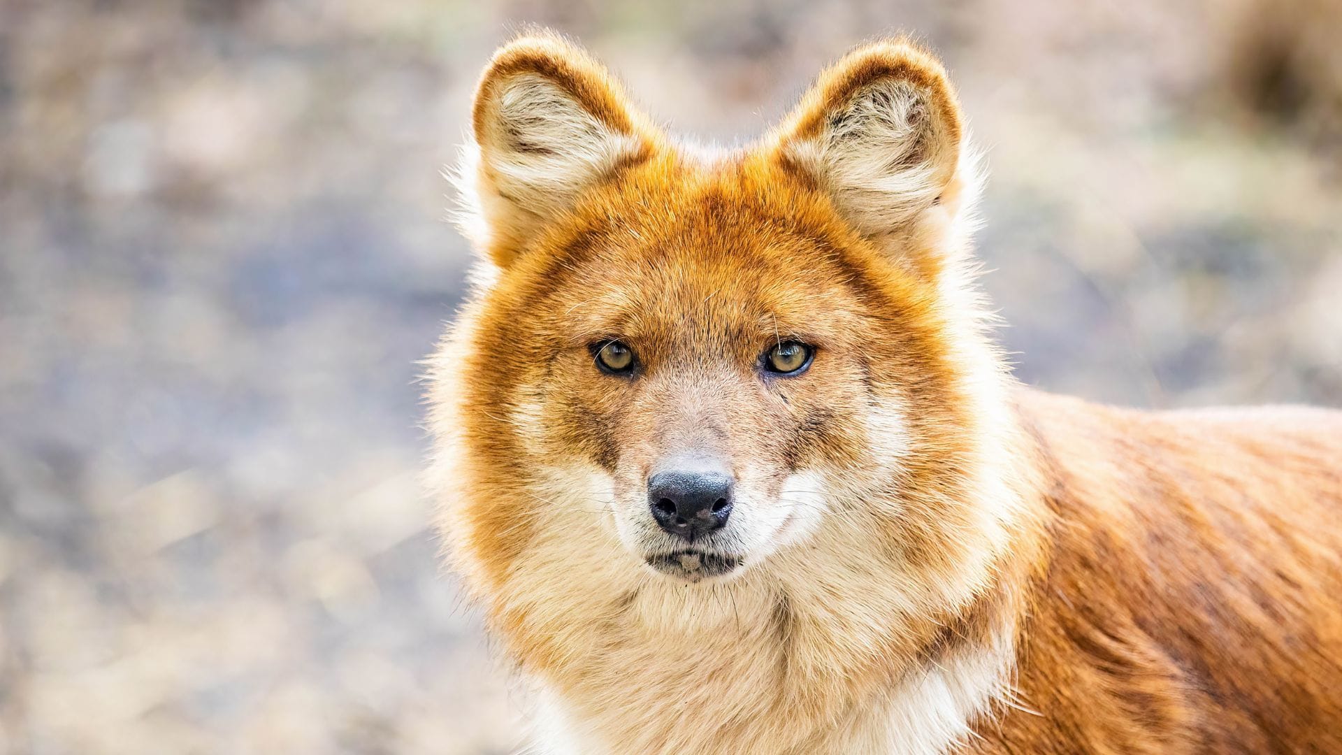 GaiaZoo Kerkrade kondigt twee nieuwe roofdiersoorten aan voor 2026