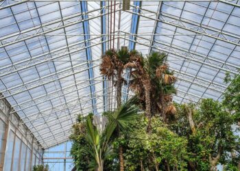 Kijkje in tijdelijke kas van Pairi Daiza: opslag voor honderden tropische planten